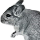 Chinchilla